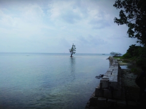 Sebuah Pohon yang tersisa akibat abrasi di Pulau Sabira, Kepulauan Seribu, DKI Jakarta